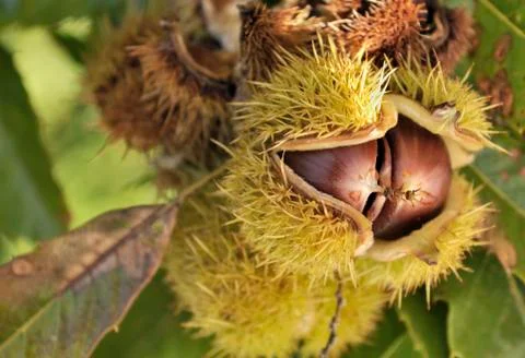 Close on chestnut in the tree Stock Photos