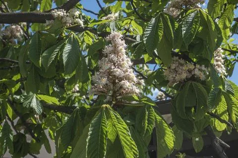 Close-up of chestnut trees blooming in spring Stock Photos