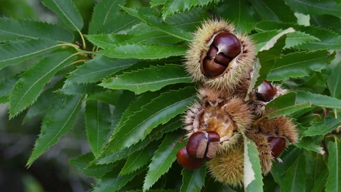 Close up of chestnuts are about to detach from the hedgehog Stock Footage 219481417