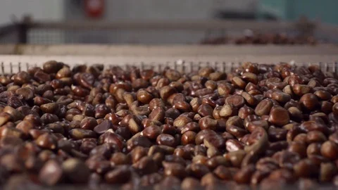 Close up of chestnuts in basket falling in slow motion, Portugal Stock Footage 128960221