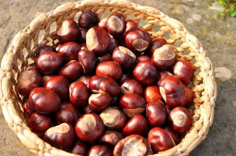 Close up of chestnuts in the basket Stock Photos