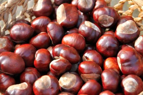 Close up of chestnuts in the basket Stock Photos