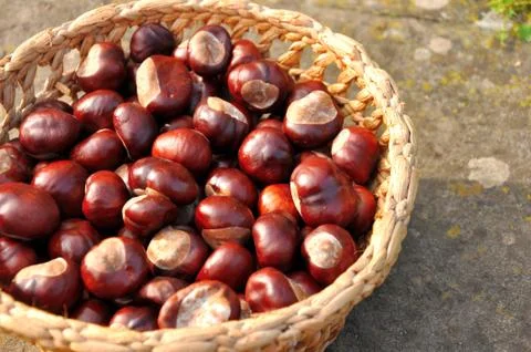 Close up of chestnuts in the basket Stock Photos