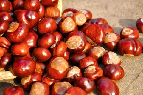 Close up of chestnuts in the basket Stock Photos