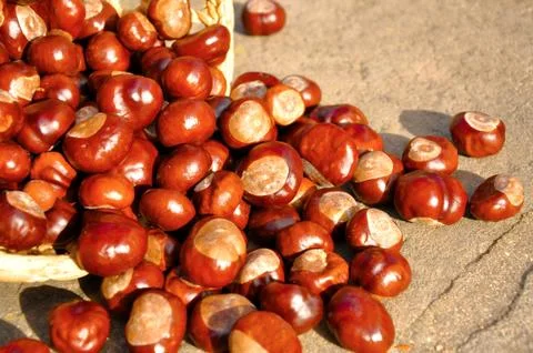 Close up of chestnuts in the basket Stock Photos