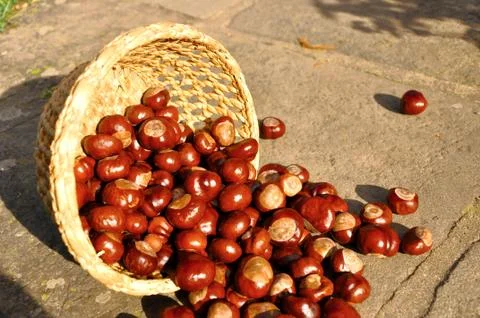 Close up of chestnuts in the basket Stock Photos