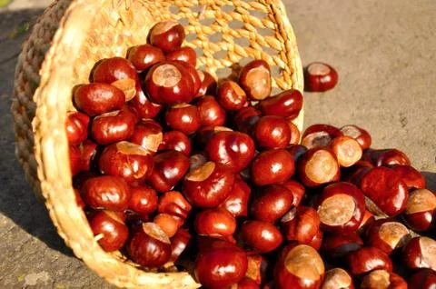Close up of chestnuts in the basket Stock Photos