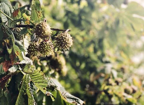 Close-up of chestnuts on branch Stock Photos
