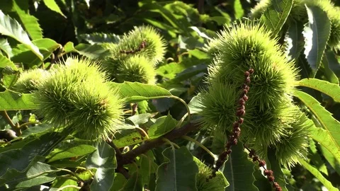 Close Up Chestnuts Growing On Branch 库存影片 79600812