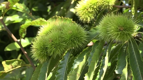 Close Up Chestnuts Growing On A Branch 库存影片 79601178