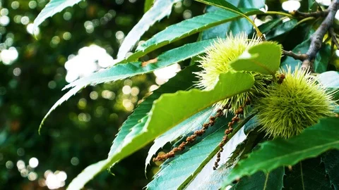 Close Up Chestnuts growing on the branch Stock Footage 93960069