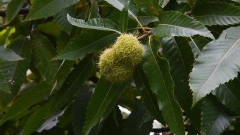 Close Up of Chestnuts Growing On A Chestnut Tree Branch Stock Footage 118008158