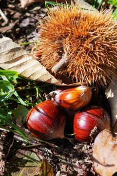 Close up of chestnuts lying on ground next to spiky bur 스톡 사진