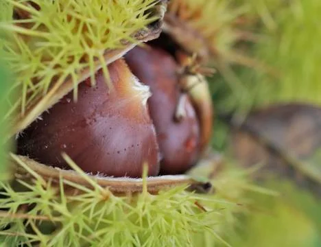 Close on chestnuts in a shell growing in the tree Foto stock