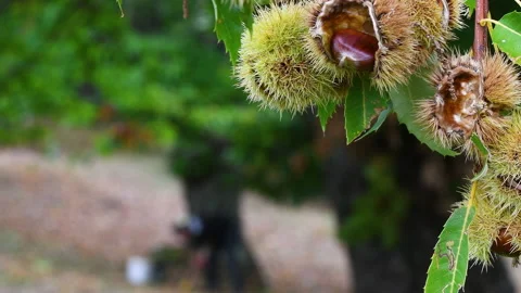 Close up of chestnuts on the tree before the harvest. Stock-Footage 219479689