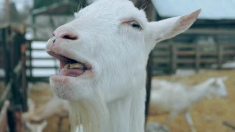 Close-up of a chewing goat. Stock Footage 151842671