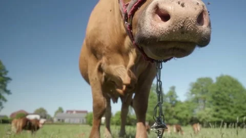 Close-up of a chewing horned cow's face, with her wet nose covered in flies. Stock Footage 278277209