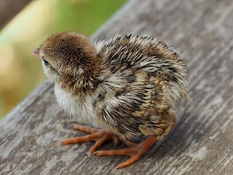 Close-up Chick Alectoris Chukar Stock Photos