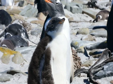 Close-up of a chick of Gentoo penguin Stock-Footage 80610811