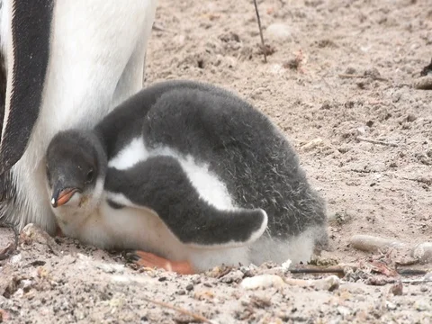 Close-up of a chick of Gentoo penguin Stock Footage