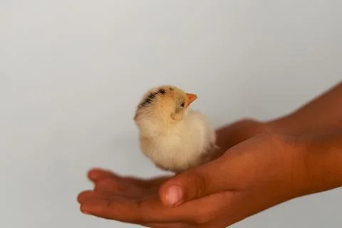 Close-up of a Chick Held in Hand Foto stock