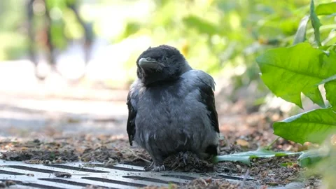 The close-up of the chick of a hooded crow. Stock Footage 156616629