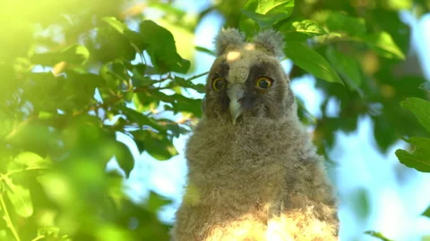 Close up of chick of long eared owl (Asio otus) gazing from bush by big eyes. Stock Footage 145170903