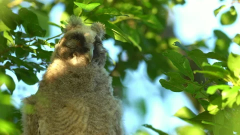 Close up of chick of long eared owl (Asio otus) sleeping in bush. Stock Footage 145178482