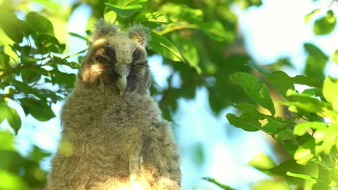 Close up of chick of long eared owl (Asio otus) gazing from bush by big eyes. Stock Footage 145179083