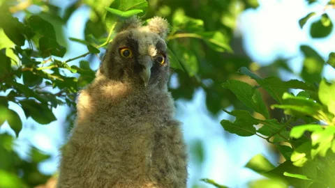 Close up of chick of long eared owl (Asio otus) gazing from bush by big eyes. Stock Footage 145180126