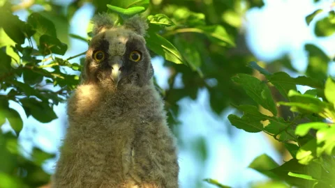 Close up of chick of long eared owl (Asio otus) gazing from bush by big eyes. Stock Footage 145181253