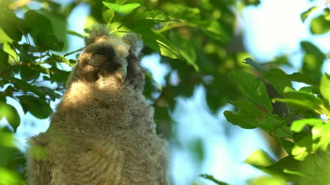 Close up of chick of long eared owl (Asio otus) gazing from bush by big eyes. Stock Footage 145181657