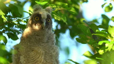 Close up of chick of long eared owl (Asio otus) gazing from bush by big eyes. Stock Footage 145184672