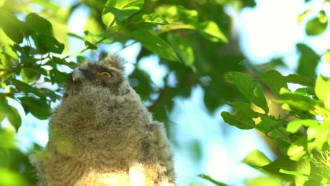 Close up of chick of long eared owl (Asio otus) gazing from bush by big eyes. Stock Footage 145185579