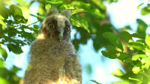 Close up of chick of long eared owl (Asio otus) gazing from bush by big eyes. Stock Footage 145186808