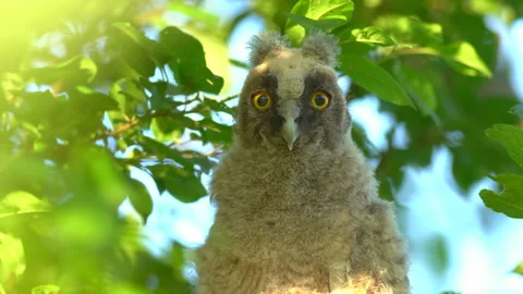 Close up of chick of long eared owl (Asio otus) gazing from bush by big eyes. Stock Footage 145188954