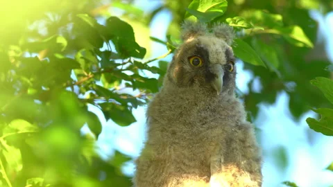 Close up of chick of long eared owl (Asio otus) gazing from bush by big eyes. Stock Footage 145191090