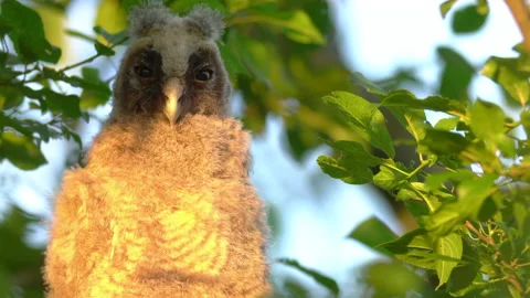 Close up of chick of long eared owl (Asio otus) gazing from bush by big eyes. Stock Footage 145191921