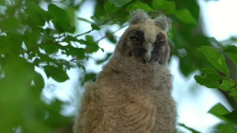 Close up of chick of long eared owl (Asio otus) gazing from bush by big eyes. Stock Footage 145192008