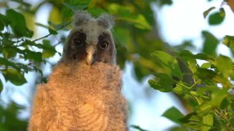 Close up of chick of long eared owl (Asio otus) gazing from bush by big eyes. Stock Footage 145195470