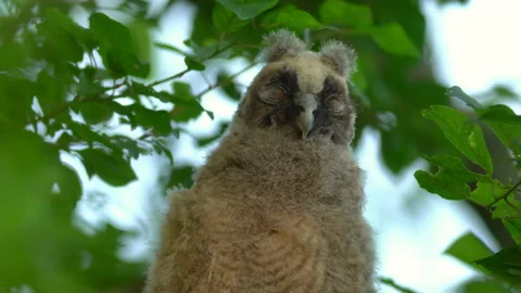 Close up of chick of long eared owl (Asio otus) gazing from bush by big eyes. Stock Footage 145196449