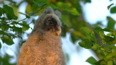 Close up of chick of long eared owl (Asio otus) gazing from bush by big eyes. Stock Footage 145201378
