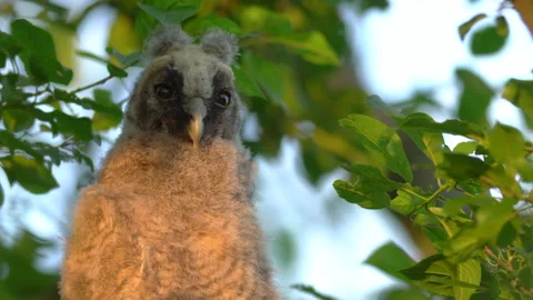 Close up of chick of long eared owl (Asio otus) gazing from bush by big eyes. Stock Footage 145203948