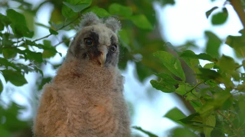 Close up of chick of long eared owl (Asio otus) gazing from bush by big eyes. Stock Footage 145208202