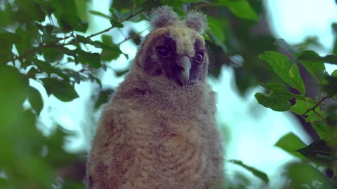 Close up of chick of long eared owl (Asio otus) gazing from bush by big eyes. Stock Footage 145327841