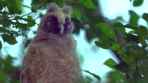 Close up of chick of long eared owl (Asio otus) gazing from bush by big eyes. Stock Footage 145328389