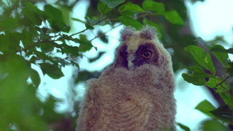 Close up of chick of long eared owl (Asio otus) gazing from bush by big eyes. Stock Footage 145329509