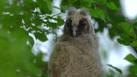 Close up of chick of long eared owl (Asio otus) gazing from bush by big eyes. Stock Footage 145332120