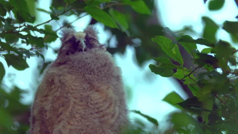 Close up of chick of long eared owl (Asio otus) gazing from bush by big eyes. Stock Footage 145332261
