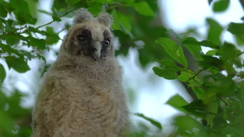 Close up of chick of long eared owl (Asio otus) gazing from bush by big eyes. Stock Footage 145343072